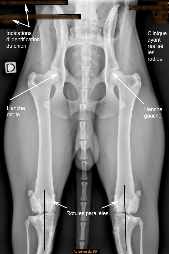 CVA : Radiographie de dysplasie de la hanche chez un chien