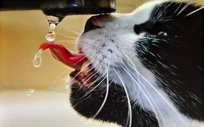 L&rsquo;insuffisance Rénale Chronique du Chat