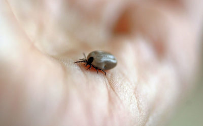 Les Maladies Vectorielles
